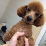 「とろサーモン」