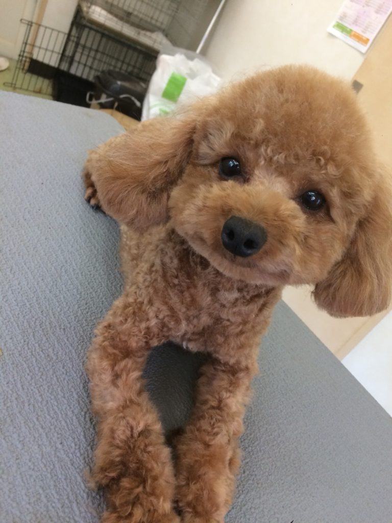 トイプードル