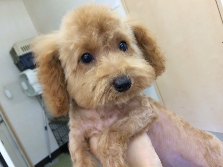 アイカドールかもの母犬「ぷりん」（トイプードル）