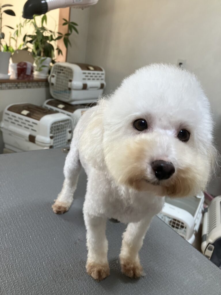 トイプードル