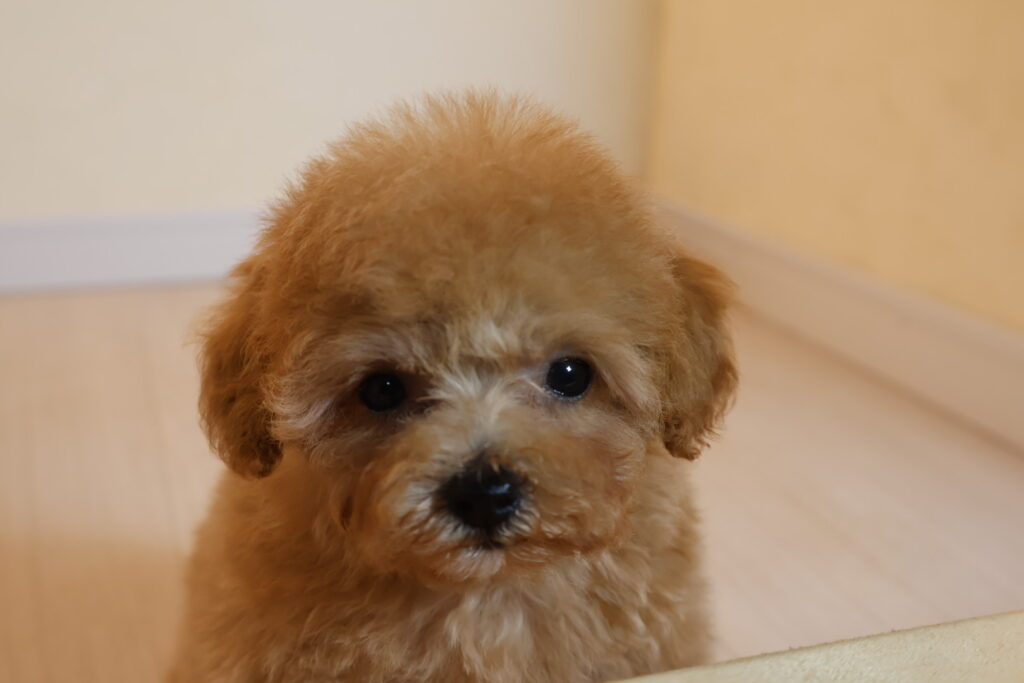 トイプードル