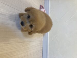 トイプードル