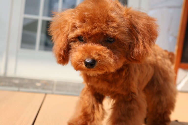 アイカドールかもの母犬「のんこ」（トイプードル）