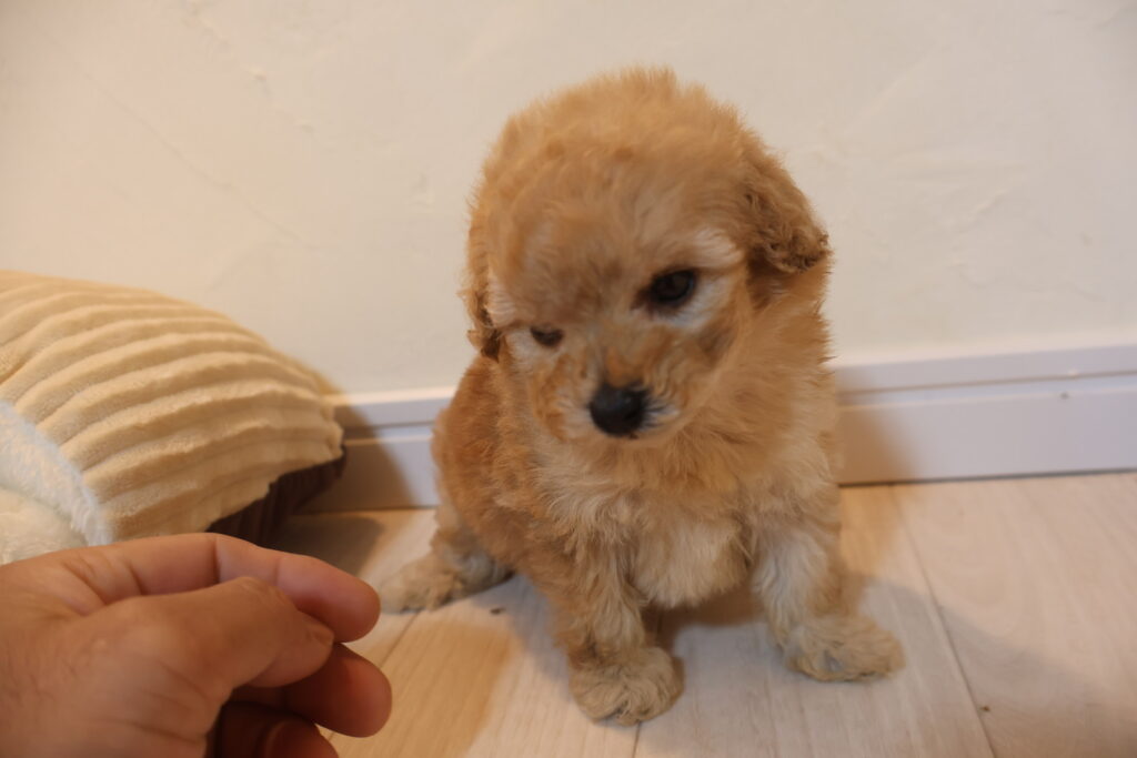 トイプードル