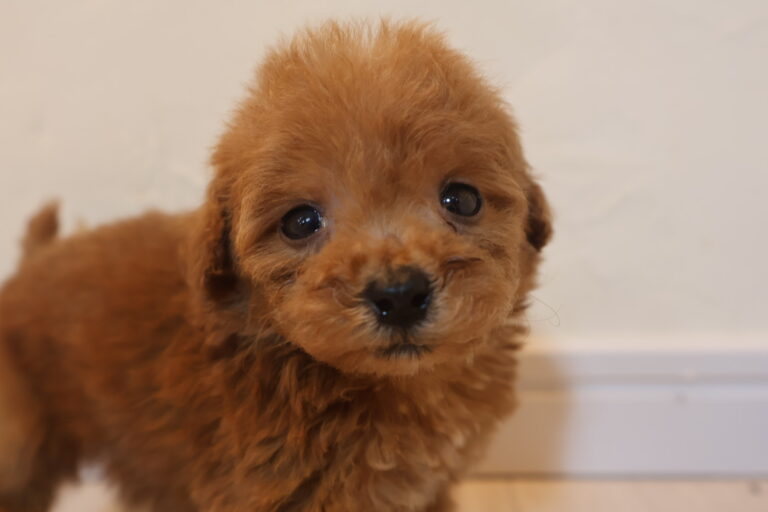 アイカドールかもの母犬「天」（トイプードル）