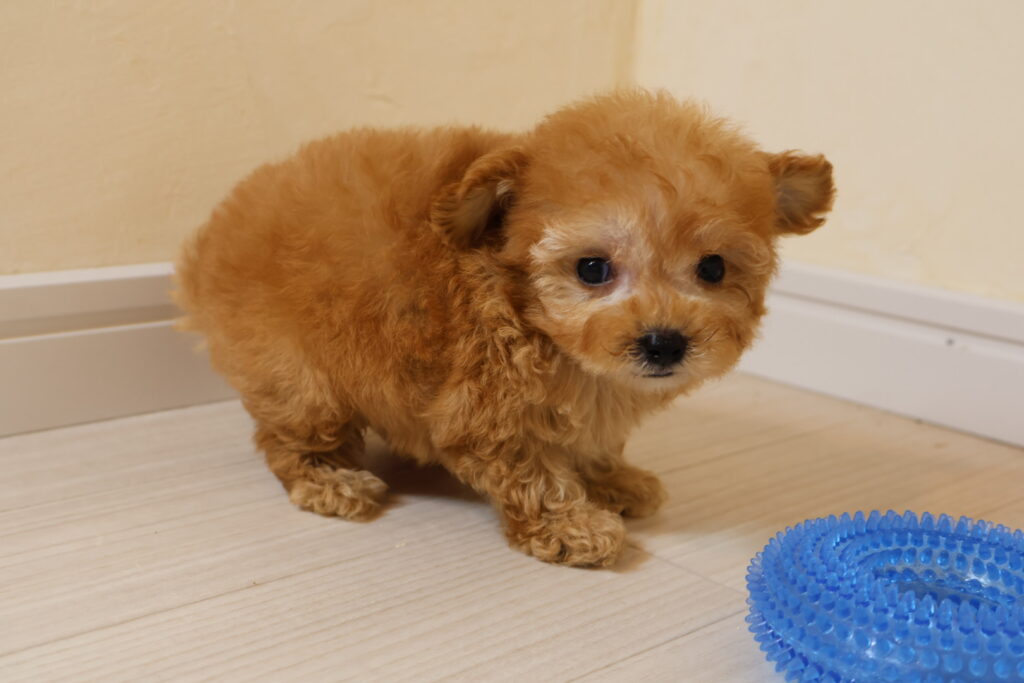 トイプードル　タイニープードル　アプリコット
