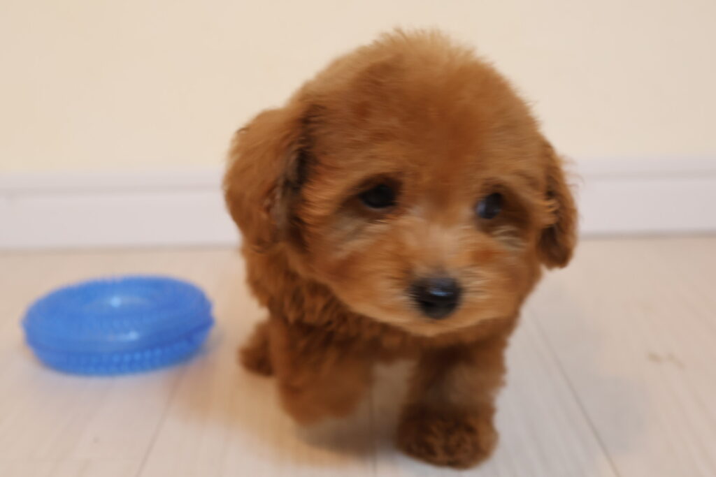 トイプードル　アプリコット