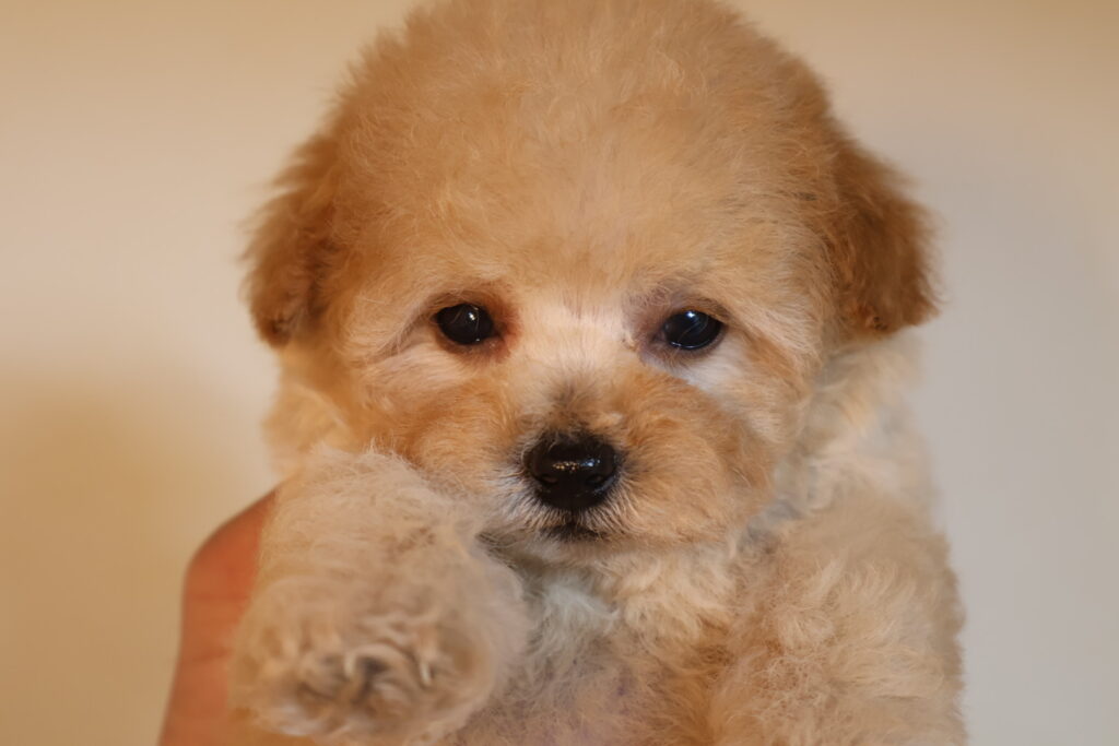 トイプードル　アプリコット