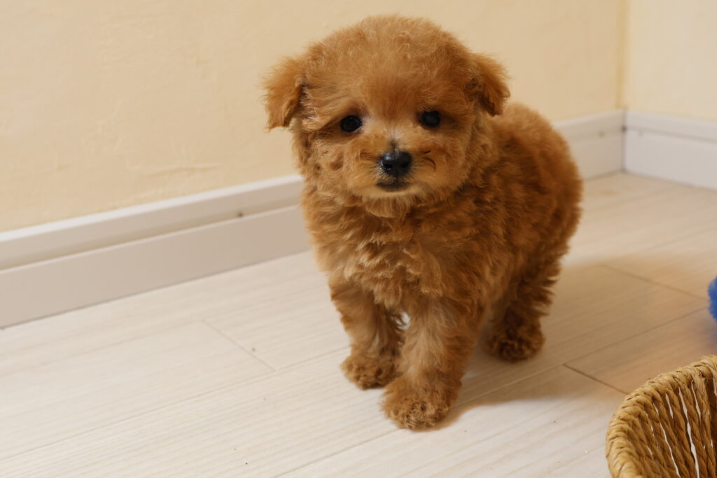 トイプードル　タイニープードル　アプリコット