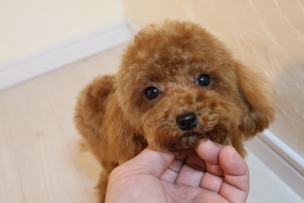 トイプードル　ティーカッププードル　レッド