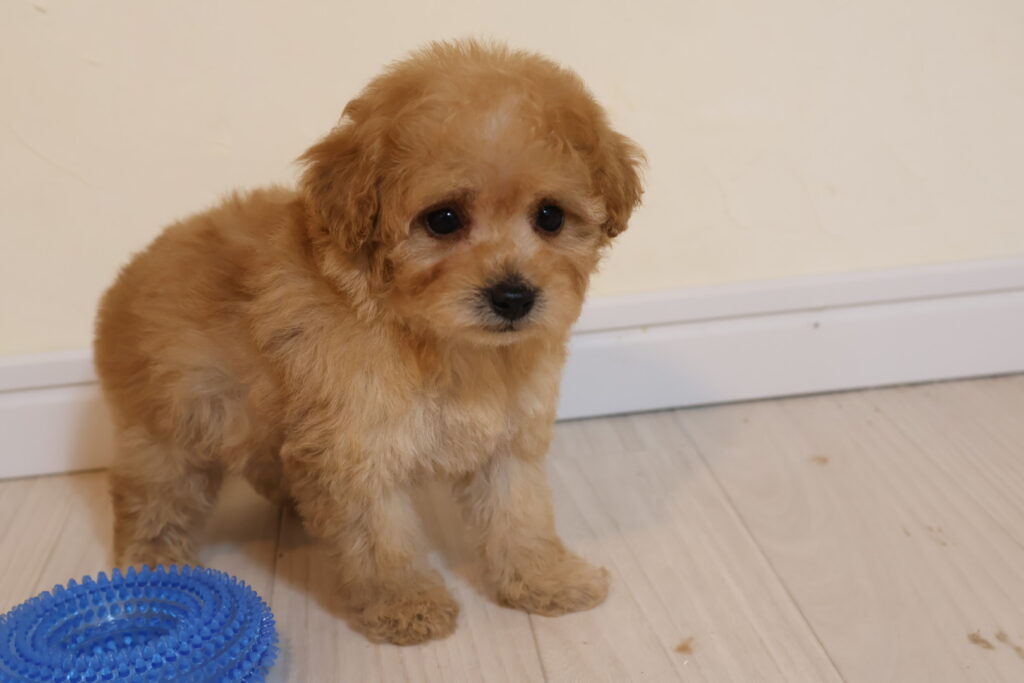 トイプードル　アプリコット