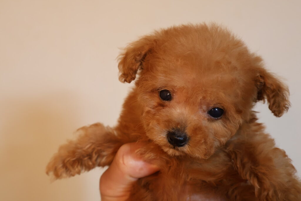 トイプードル　ティーカッププードル　レッド