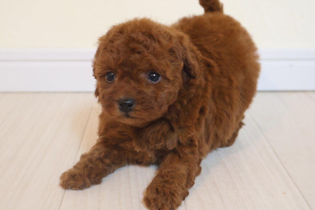トイプードル