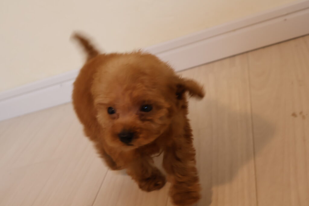 トイプードル　ティーカッププードル　レッド