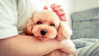 トイプードルの人気の秘密｜小型犬の中でも特に特別な理由 | アイカ