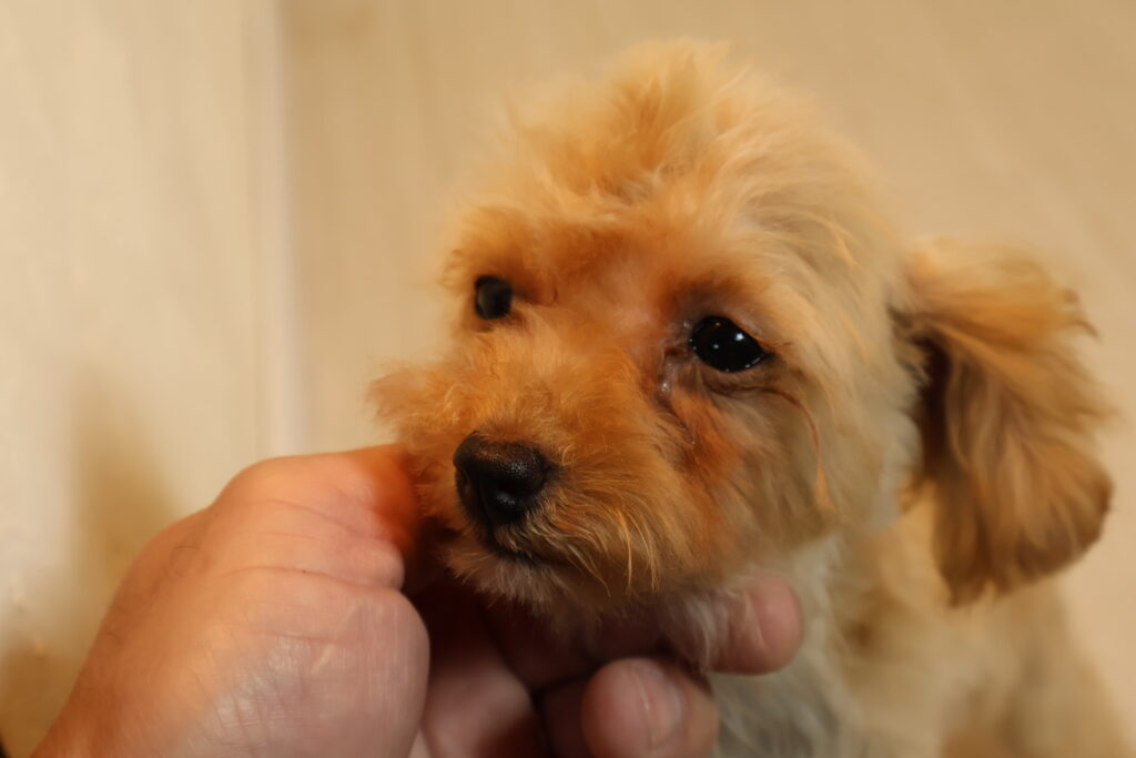 トイプードル