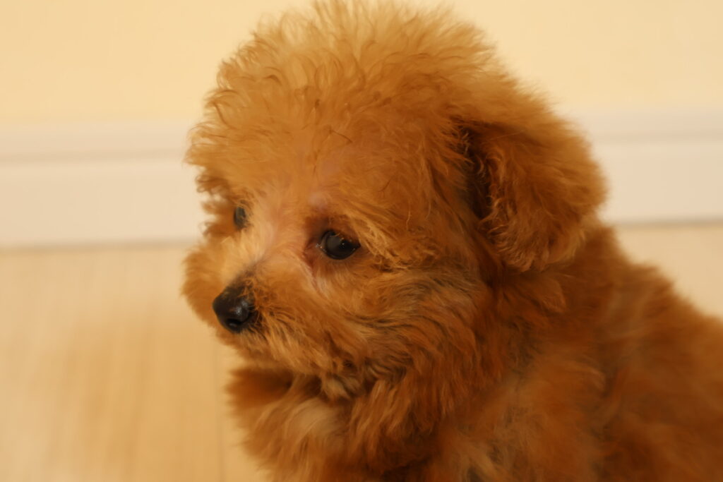 トイプードル