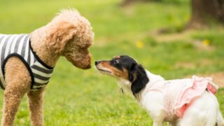 はじめての二匹目にトイプードルは最適？多頭飼いのリアルな声