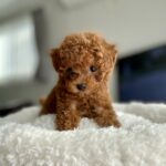 トイプードル子犬