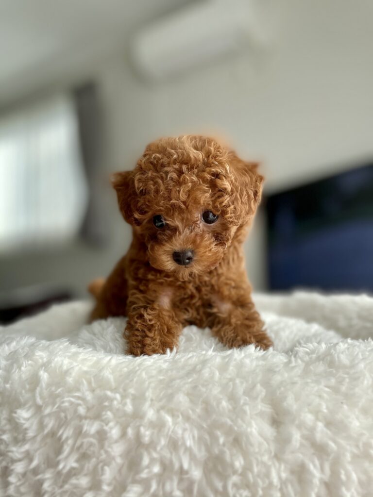 トイプードル子犬