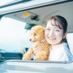 トイプードル