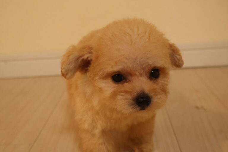 アイカドールかもの母犬「つくし」（トイプードル）