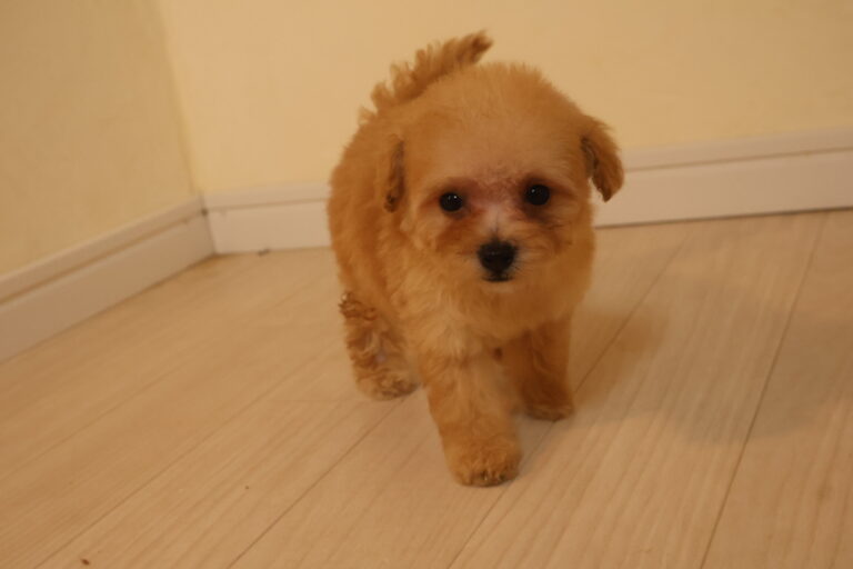 アイカドールかもの母犬「はるこ」（トイプードル）