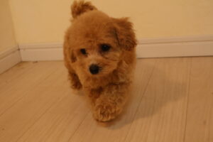 アイカドールかもの母犬「せせらぎ」（トイプードル）