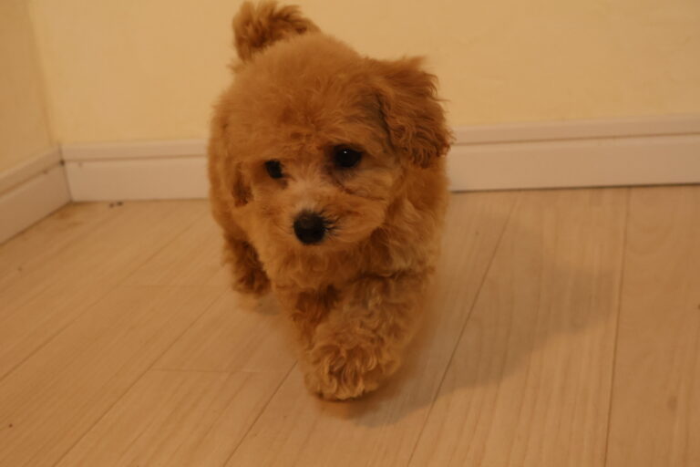 アイカドールかもの母犬「せせらぎ」（トイプードル）