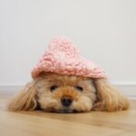 トイプードル
