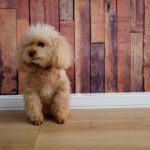 トイプードル