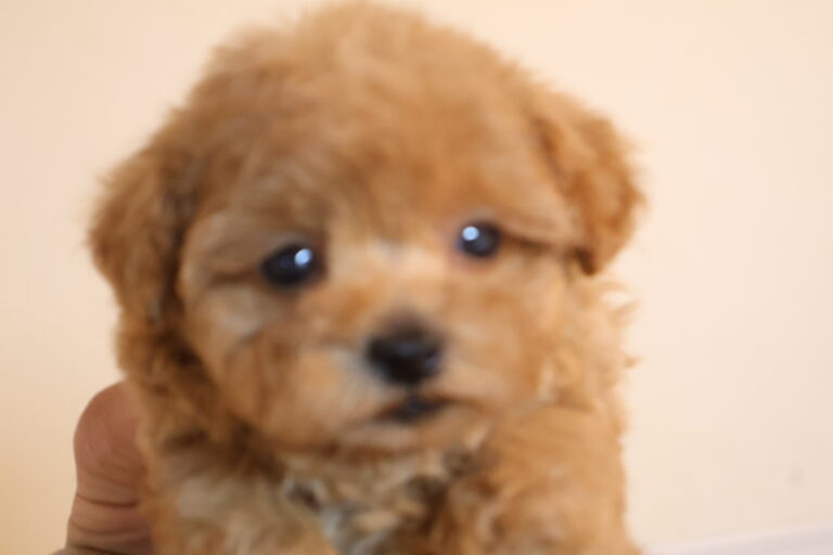 アイカドールかもの母犬「虹子」（トイプードル）