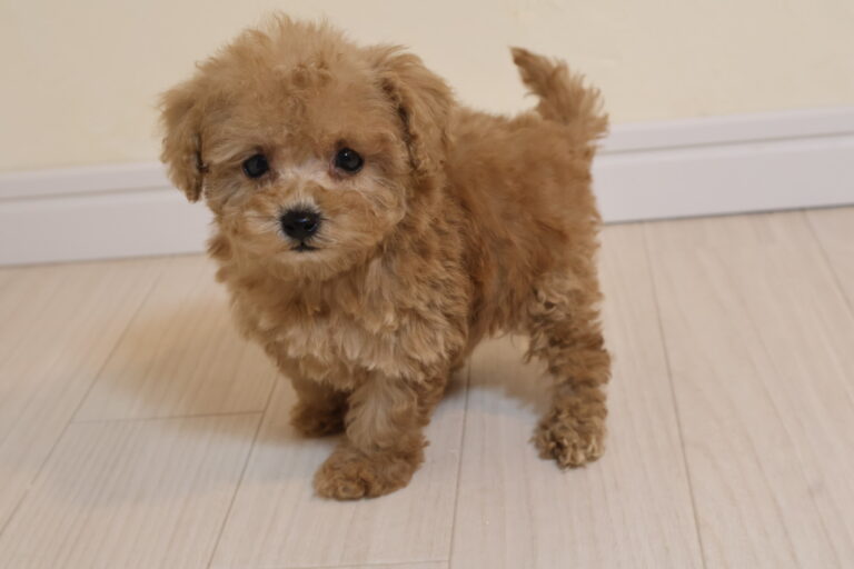 アイカドールかもの母犬「七」（トイプードル）