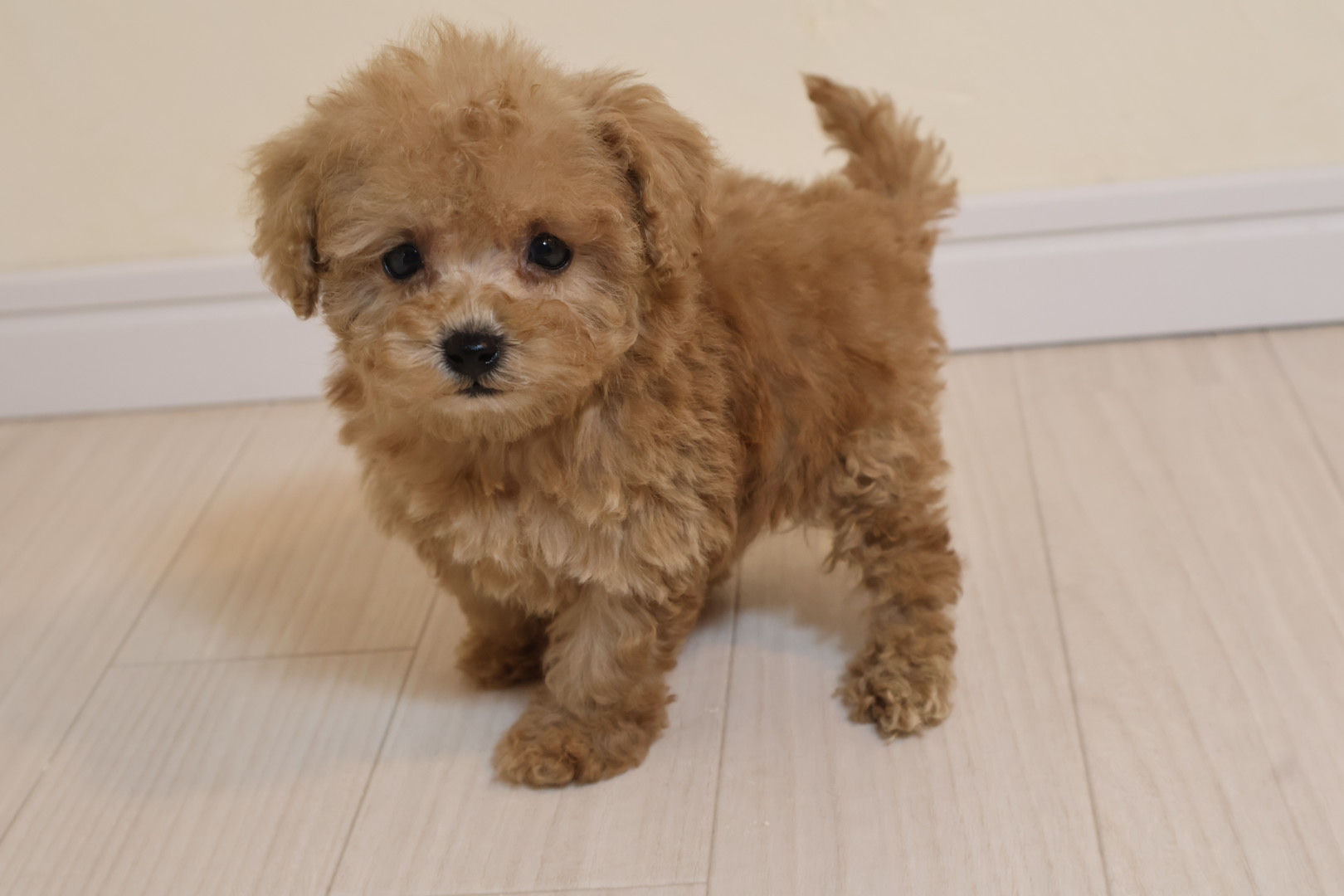 アイカドールかもの親犬 トイプードル「七（ナナ）」｜広島県福山市