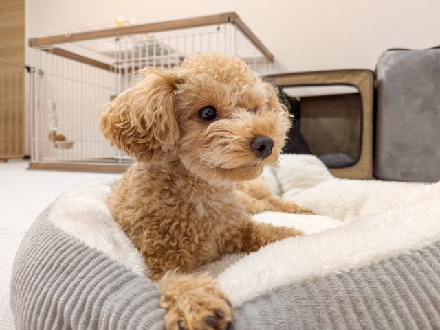 トイプードル