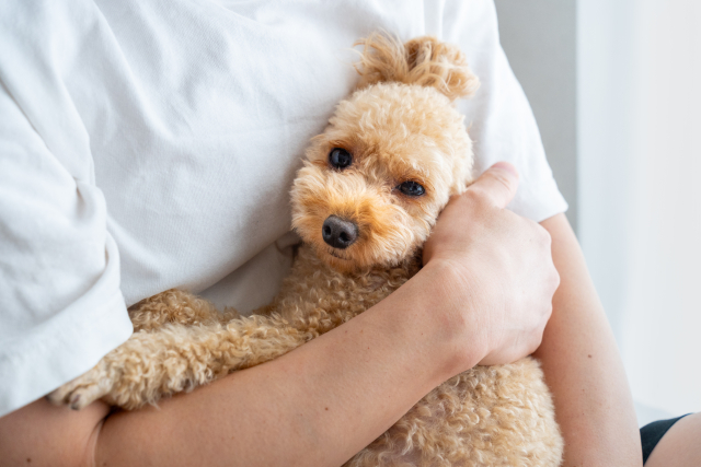 トイプードル