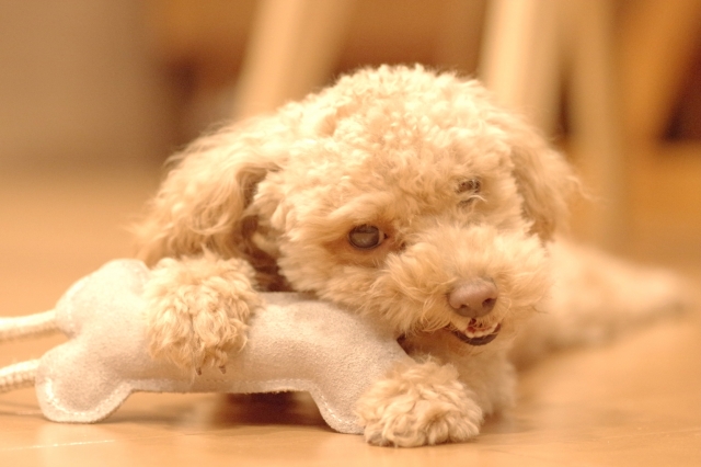 トイプードル