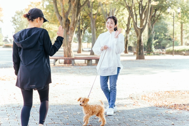 トイプードル散歩