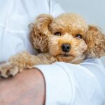 トイプードル