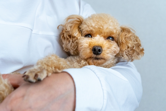 トイプードル
