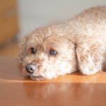 トイプードル