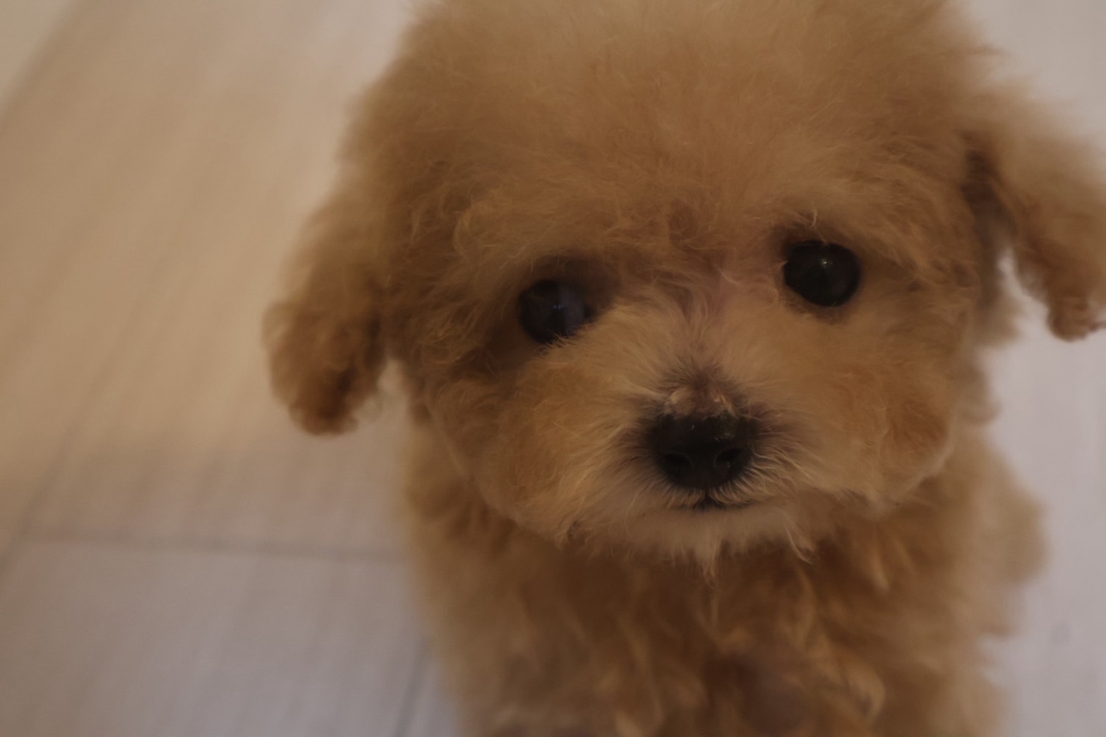アイカドールかもからお迎えいただいたティーカッププードルの子犬（女の子・アプリコット）