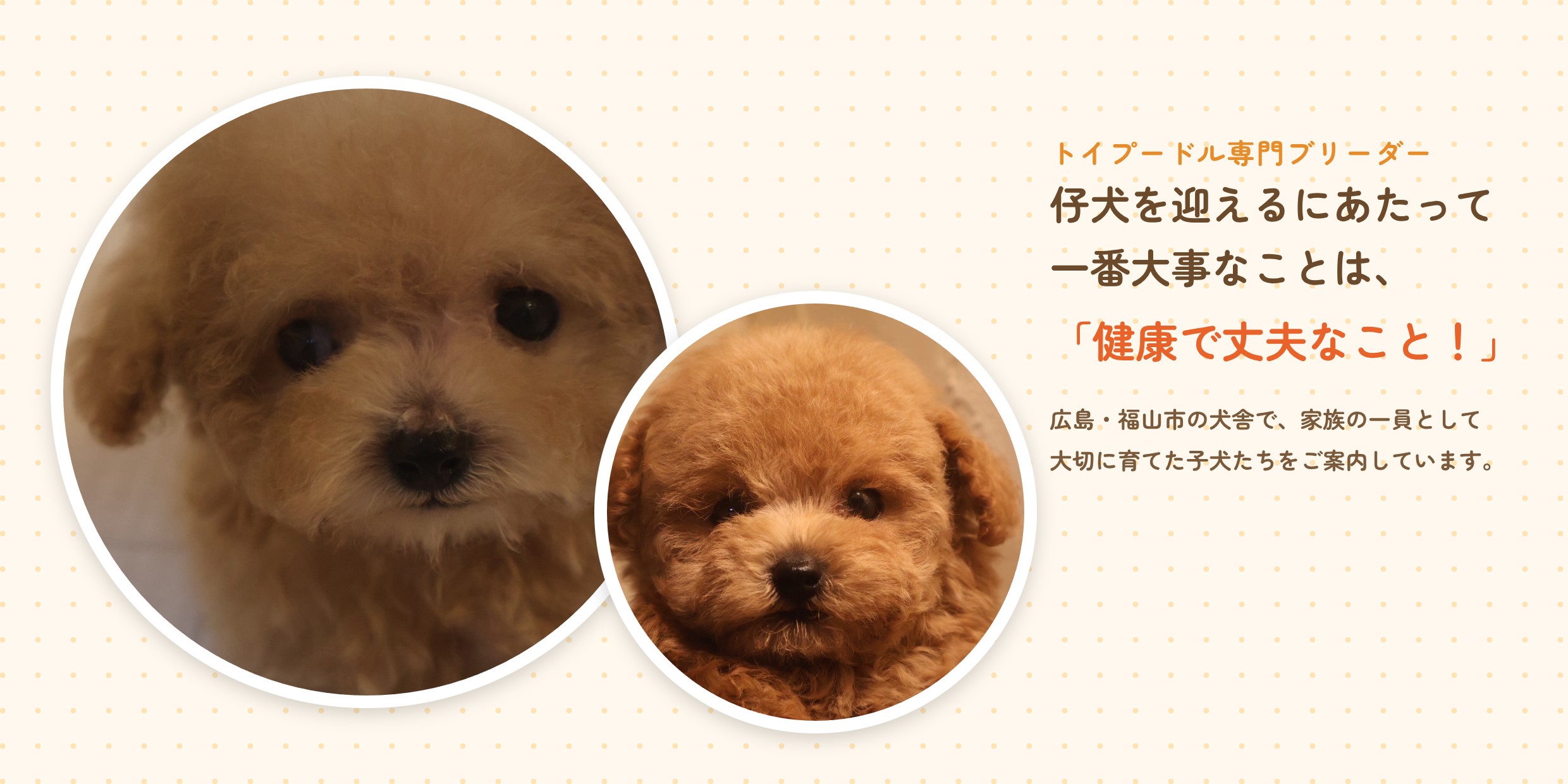 アイカドールかものトイプードルの子犬2頭と「仔犬を迎えるにあたって一番大事なことは、健康で丈夫なこと！」のメッセージ