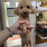 アイカドールかもの母犬「あらた」（トイプードル・アプリコット）