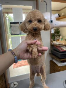 アイカドールかもの母犬「あらた」（トイプードル）
