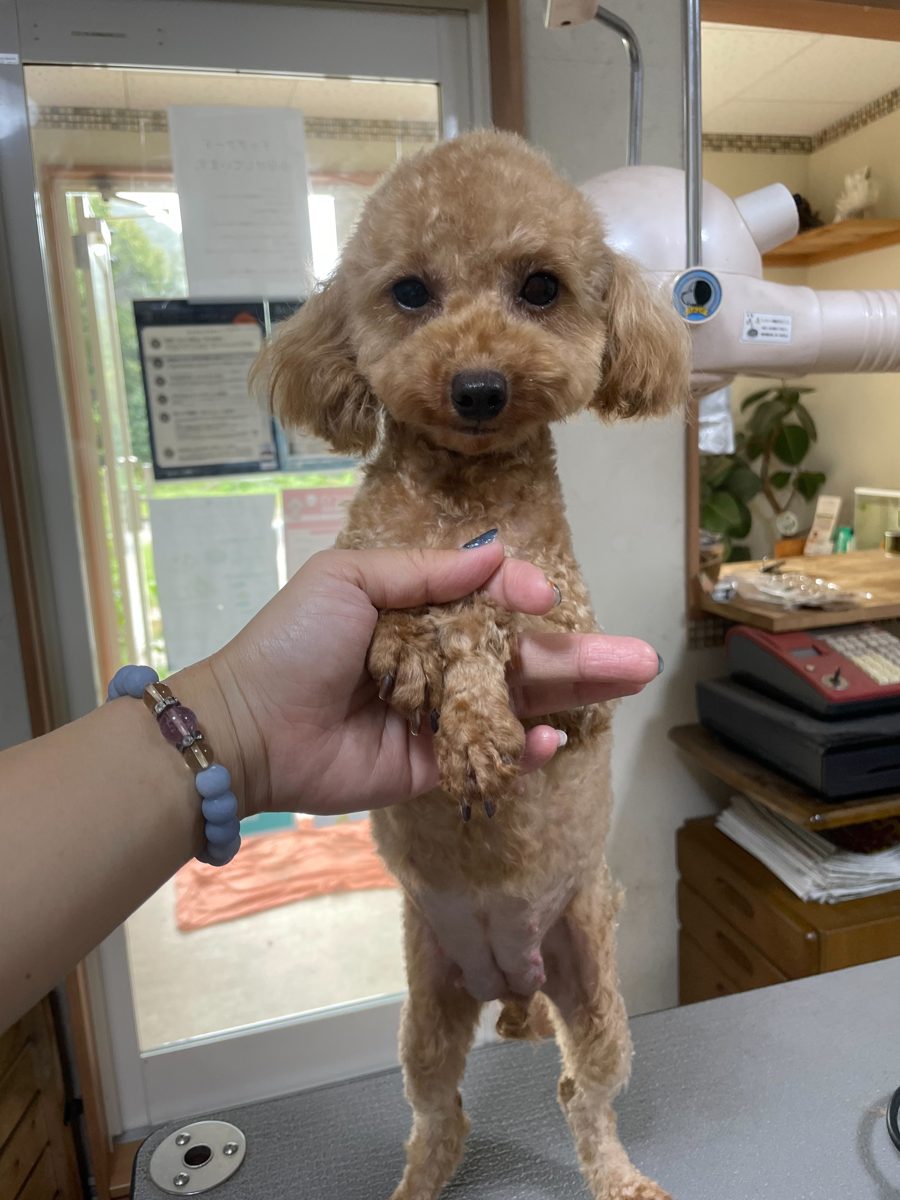 アイカドールかもの母犬「あらた」（トイプードル・アプリコット）