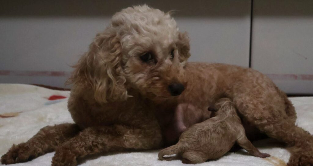 2026年9月13日に生まれたアプリコットのトイプードルの子犬と母犬「プリン」