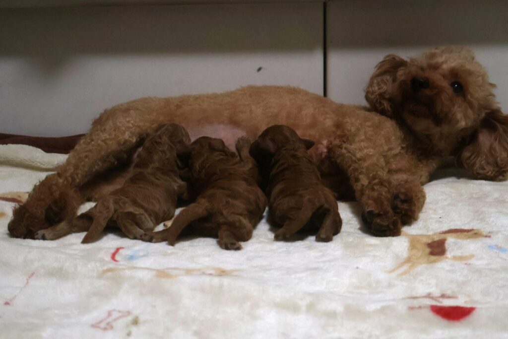 2026年9月14日に出産した母犬ほっこりとアプリコットの子犬たち｜広島県福山市のトイプードルブリーダー アイカドールかも