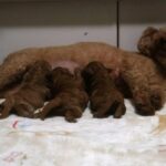 2026年9月14日に出産した母犬ほっこりとアプリコットの子犬たち｜広島県福山市のトイプードルブリーダー アイカドールかも