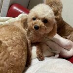 アイカドールかもの母犬「みさ」（トイプードル・クリーム系アプリコット）